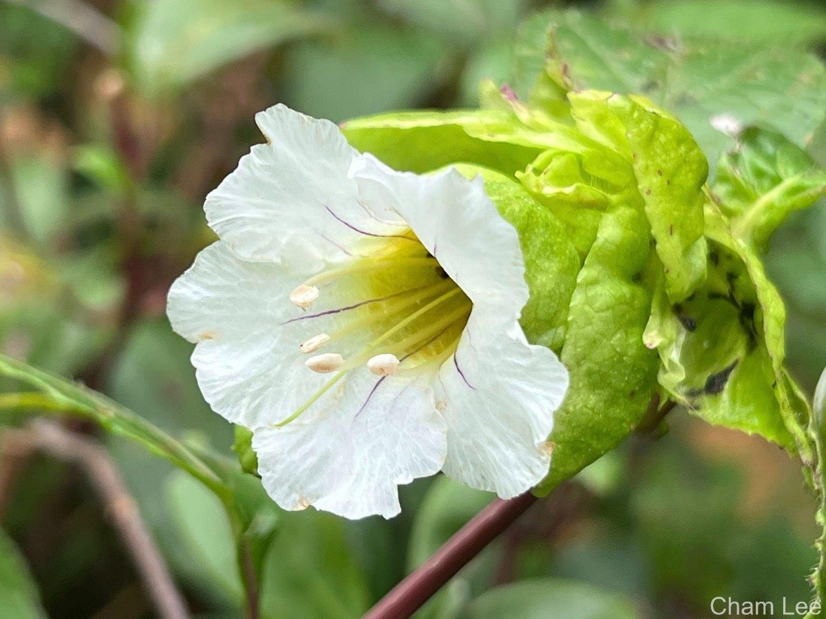 Strobilanthes hookeri Nees